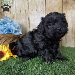 Bronco, Shih-Poo Puppy